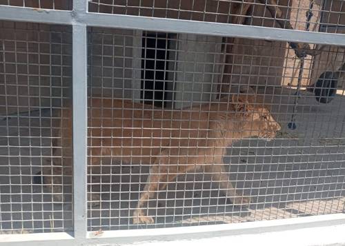Video: Rescata PROFEPA cachorra de león en Atizapán de Zaragoza